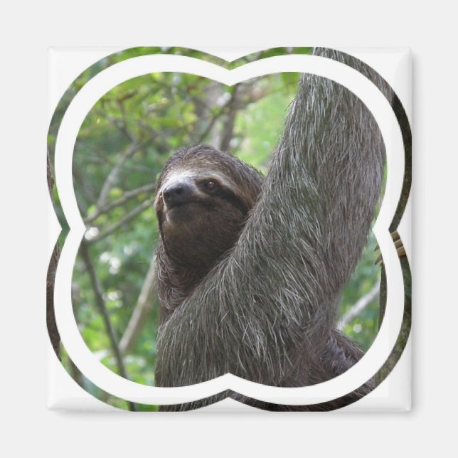 Zwei Tot Sloth Square Magnet (Vorne)