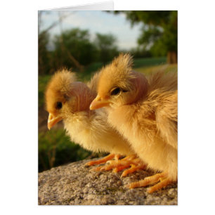 Zwei Turkin Chicks