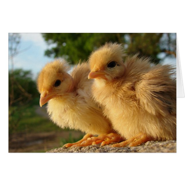 Zwei Turkin Chicks (Vorderseite (Horizontal))