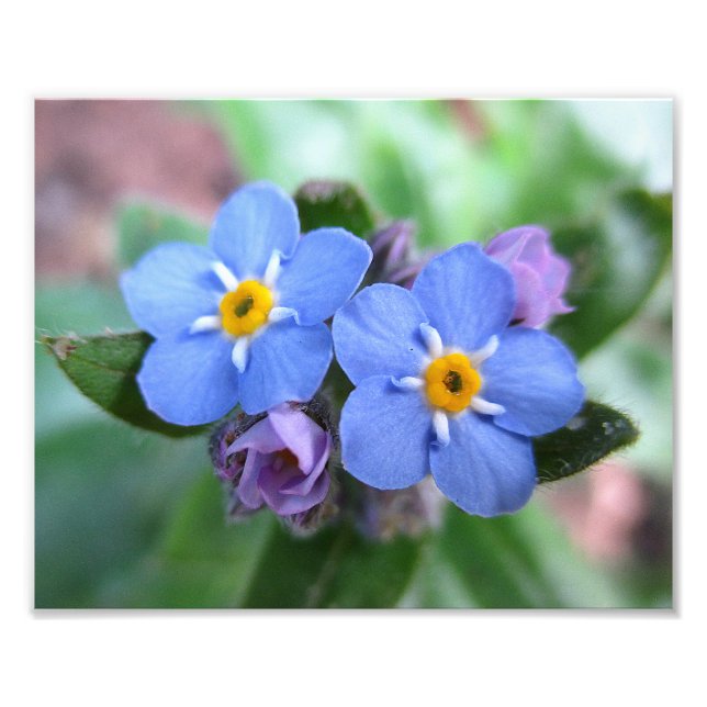 Zwei Vergessen-Me-Nots 10x8 Fotodruck (Vorne)