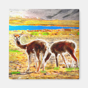 Zwei Vicunas Andes Mountains Peru Magnet