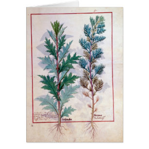 Zwei Vielzahl von Artemesia