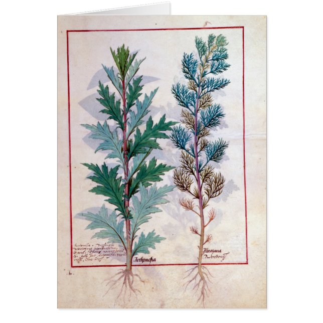 Zwei Vielzahl von Artemesia (Vorne)
