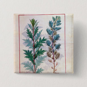 Zwei Vielzahl von Artemesia Button