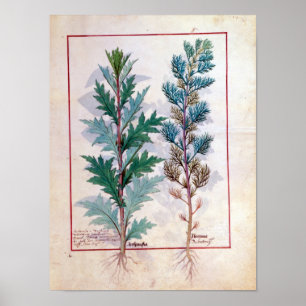 Zwei Vielzahl von Artemesia Poster