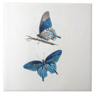 Zwei Vintage blaue Schmetterlinge Fliese