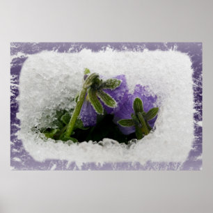 Zwei violette Stiefmütterchen Poster