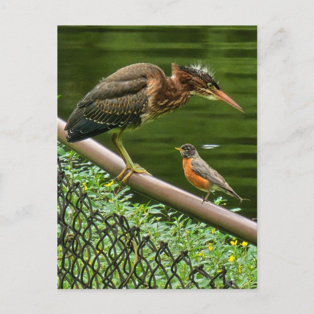 Zwei Vögel Postkarte (Vorderseite)