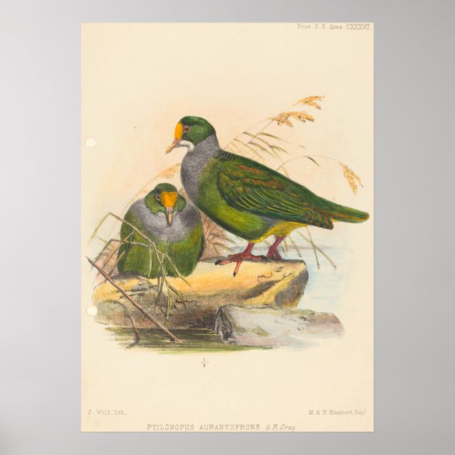 Zwei Vögel (Ptilonopus Auranthfrons) von Joseph Wo Poster (Vorne)