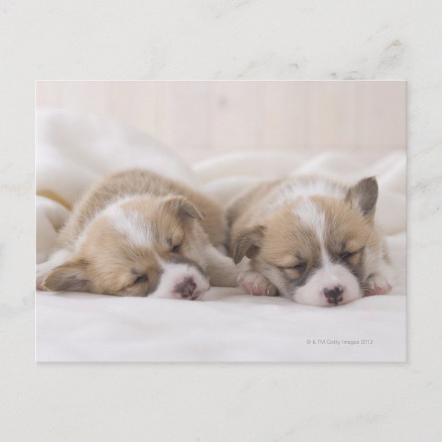 Zwei Waliser Corgi-Schlafen Postkarte (Vorderseite)