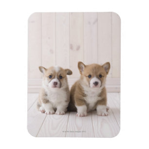 Zwei Waliser Corgi-Sitzen Magnet