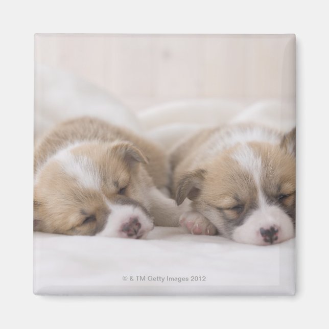 Zwei walisische Corgi Schlafen Magnet (Vorne)