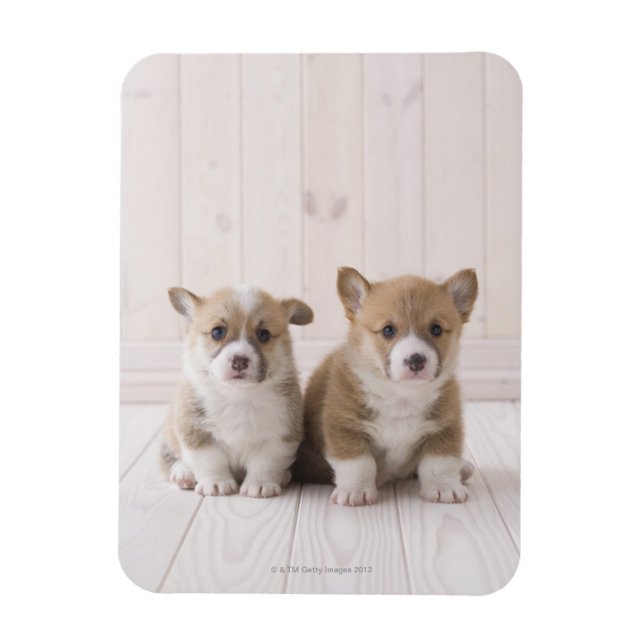 Zwei walisische Corgi-Sitze Magnet (Vertikal)