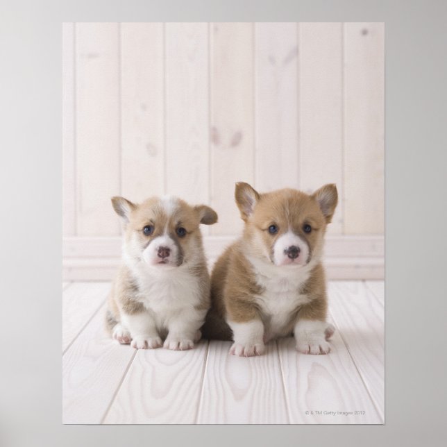 Zwei walisische Corgi-Sitze Poster (Vorne)