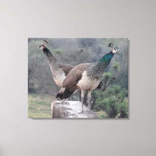 Zwei weibliche Pfau mit anmaßender Fotografie Leinwanddruck