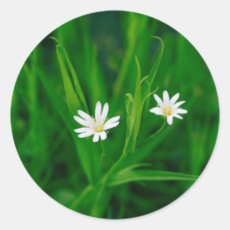 zwei weiße Blumen auf einer grünen Wiese  Magnet Runder Aufkleber