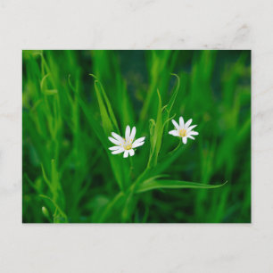 zwei weiße Blumen auf einer grünen Wiese Postkarte