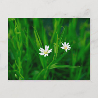 zwei weiße Blumen auf einer grünen Wiese Postkarte