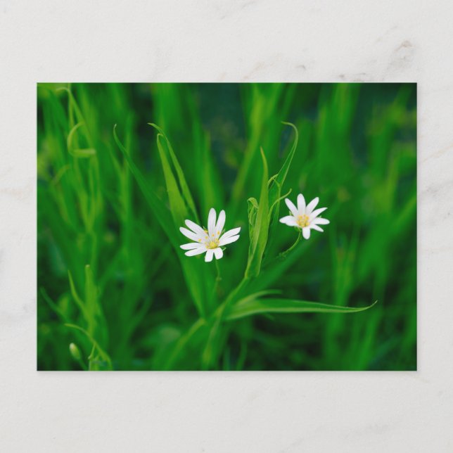 zwei weiße Blumen auf einer grünen Wiese Postkarte (Vorderseite)