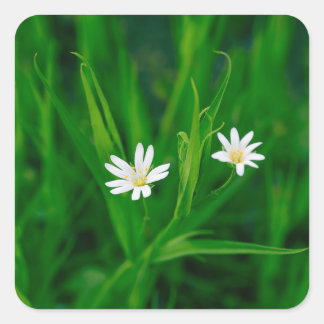 zwei weiße Blumen auf einer grünen Wiese  Quadratischer Aufkleber