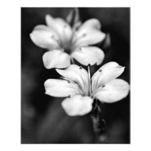 Zwei weiße Blumen im Garten Fotodruck