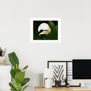 Zwei weiße Calla-Lilien Florale Fotografie Poster