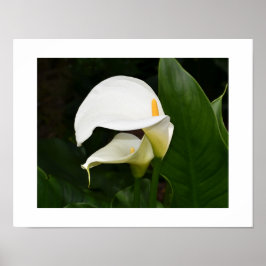 Zwei weiße Calla Lilies Floral Fotografie Poster