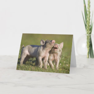 Zwei weiße Ferkel spielen auf dem Feld Karte