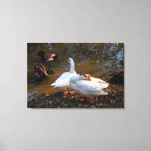zwei weiße Gänse und zwei Enten aus Mandarin Leinwanddruck