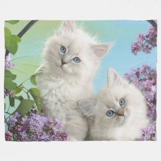 ZWEI WEISSE KITTEN FLEECEDECKE (Vorderseite (Horizontal))