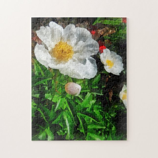 Zwei weiße Mohnblumen (Vertikal)