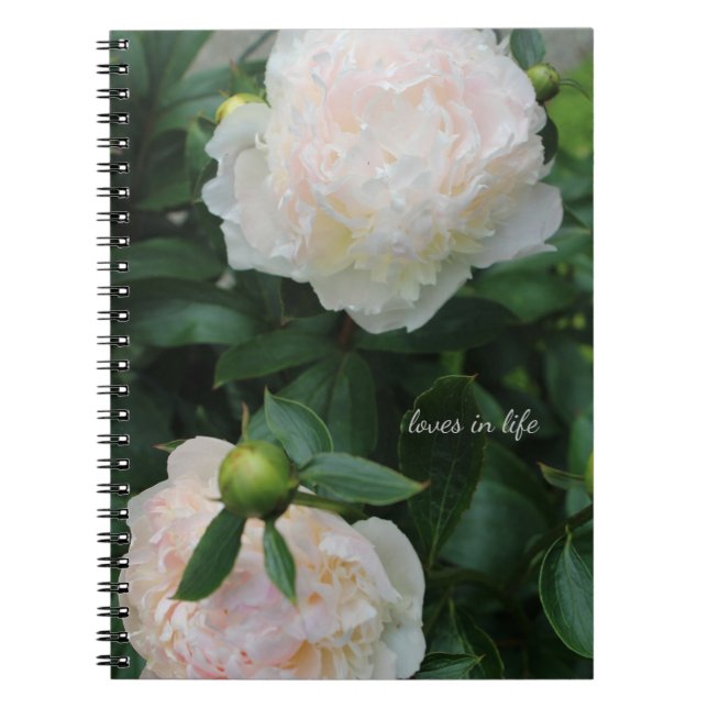 Zwei weiße Peonies Notizblock (Vorderseite)