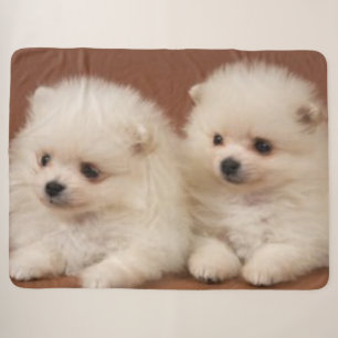 ZWEI WEISSE PUPPIEN SHERPADECKE