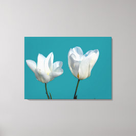 Zwei weiße Tulpenfarben-Blume im aquablau-Hintergr Leinwanddruck