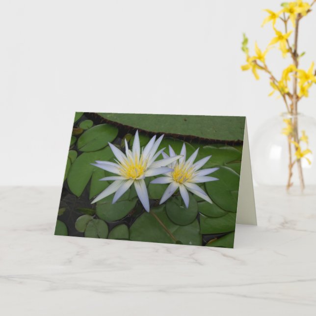 Zwei weiße Wasserlilien Karte (Gelbe Blume)