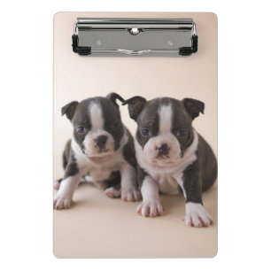 Zwei Welpen Bostons Terrier Mini Klemmbrett