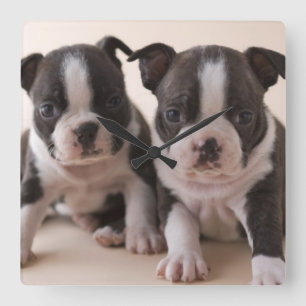 Zwei Welpen Bostons Terrier Quadratische Wanduhr