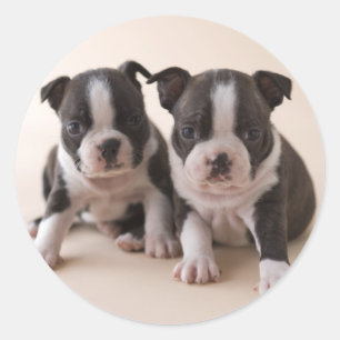 Zwei Welpen Bostons Terrier Runder Aufkleber