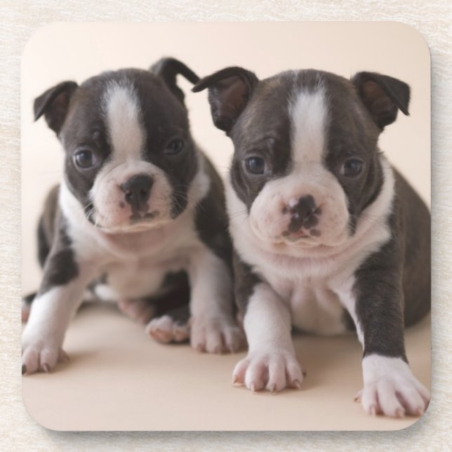 Zwei Welpen Bostons Terrier Untersetzer (Vorderseite)