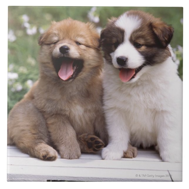 Zwei Welpen, die zusammen sitzen Fliese (Vorderseite)