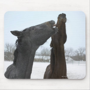 zwei wiehernde Pferde Mousepad
