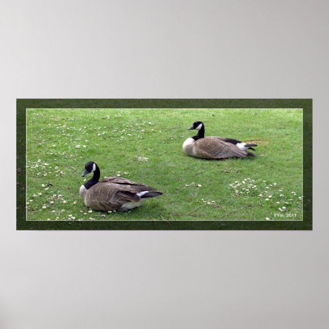 Zwei wilde Enten auf grünem Gras. Landschaftstier Poster (Vorne)