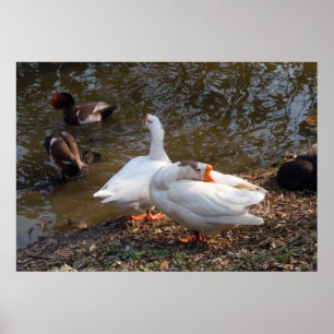 zwei wilde weiße Gänse am Teich Poster