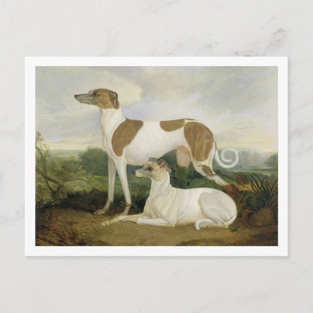 Zwei Windhunde in einer Landschaft (Öl auf Leinwan Postkarte (Vorderseite)