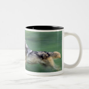 Zwei Wölfe in der Gebirgswiese Zweifarbige Tasse