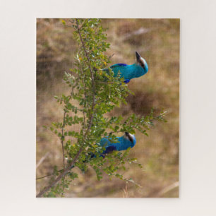 Zwei wunderschöne blaue Vögel auf einem Zweig
