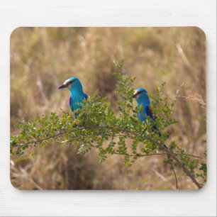 Zwei wunderschöne blaue Vögel auf einem Zweig Mousepad