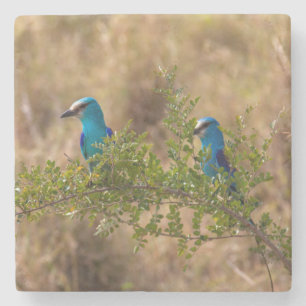 Zwei wunderschöne blaue Vögel auf einem Zweig Steinuntersetzer