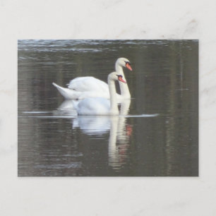 Zwei wunderschöne Swans DIY Postcard Postkarte