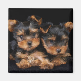Zwei Yorkies auf schwarz Magnet